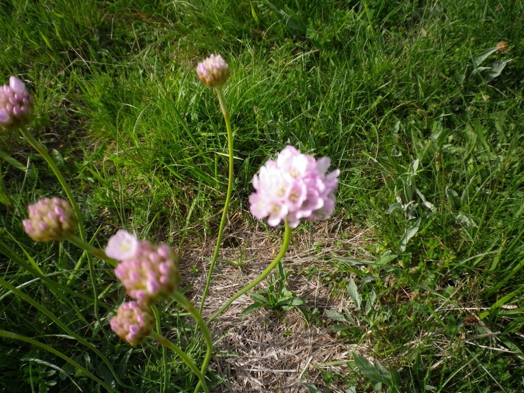 sembrano i fiori dell''aglio - Armeria sp.